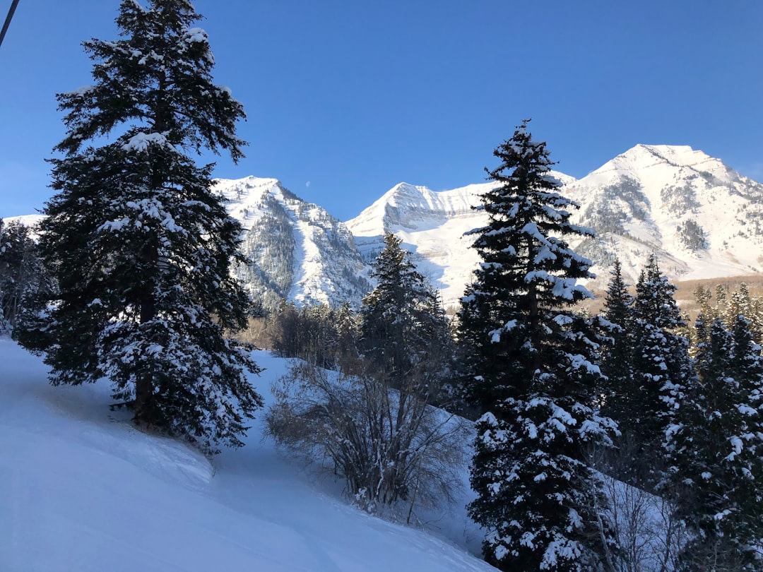 Snow-covered pine trees and mountain peaks at a ski resort